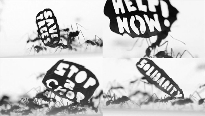Trop Bon Trop Com - #TBTC WWF : The Ant Rally 9
