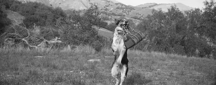 Trop Bon Trop Com - #TBTC Ralph Lauren : Le chien Jumpy