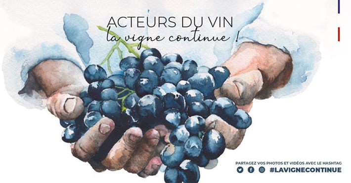 Vignerons LaVigneContinue Réseaux Sociaux TBTC